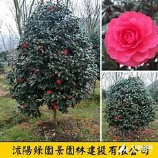 茶花树的养殖方法