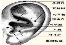 经络学中的耳和毼穴的位置