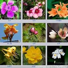 各种花的花名
