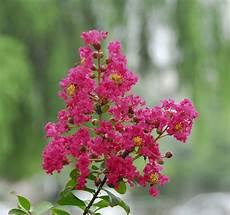 红日狂花免费观看