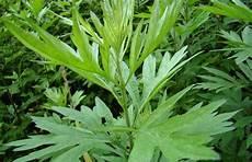 艾草油的功效与作用点