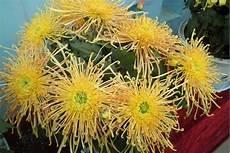 夕雾花的花语