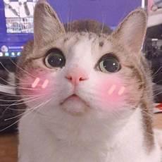 萌猫头像图片